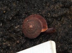 Plectotropis gerlachi