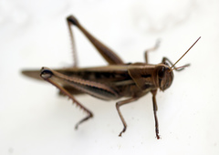 Austracris guttulosa