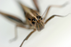 Austracris guttulosa