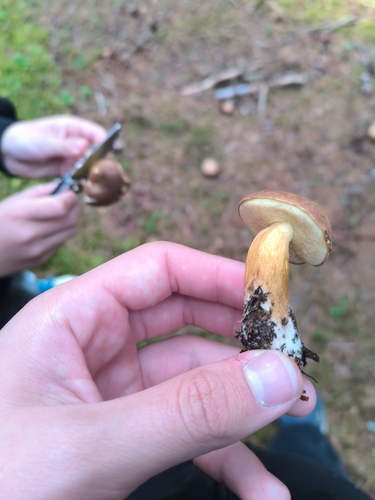 Bay Bolete