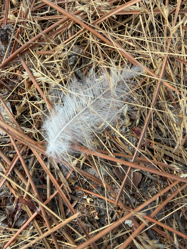 Plume de Corneille mantelée