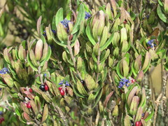 Monnina phillyreoides