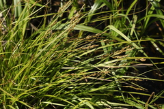 Carex elongata