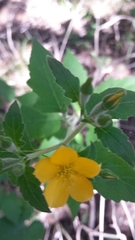 Mentzelia lindheimeri