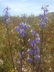 Delphinium recurvatum