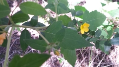 Mentzelia lindheimeri