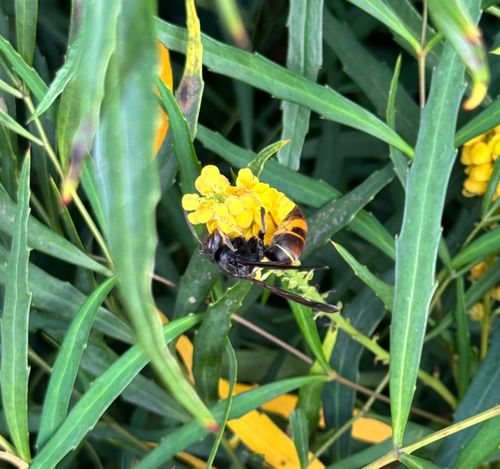 Yellow-legged Hornet