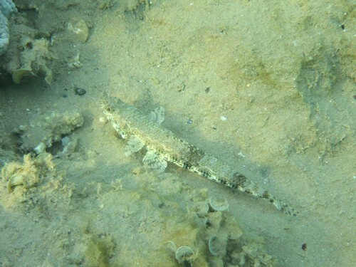 Saurida gracilis observed 2026-10-01