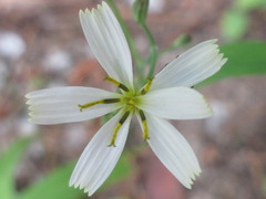 Ixeridium dentatum albiflorum