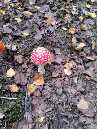Fly Agaric