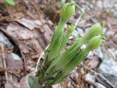 Gentiana zollingeri