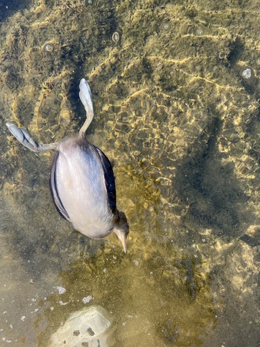 Little Grebe