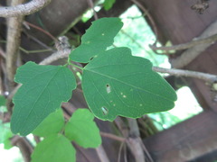 Akebia trifoliata