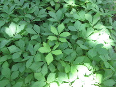 Coreanomecon hylomeconoides