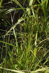 Carex elongata
