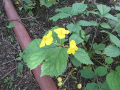 Coreanomecon hylomeconoides