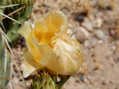 Opuntia cymochila