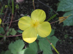 Coreanomecon hylomeconoides