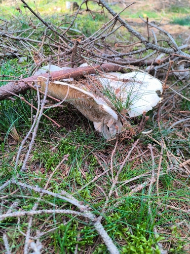 Fleecy Milkcap