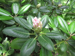 Rhododendron