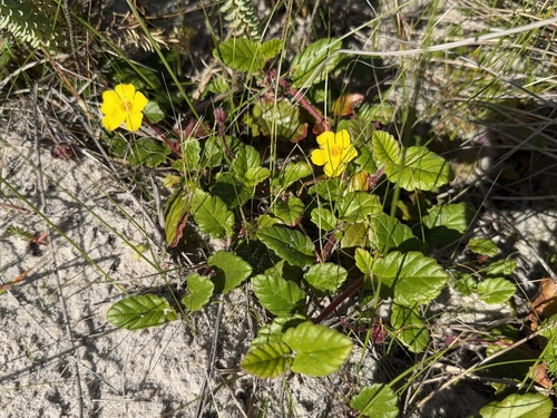 Hibbertia grossulariifolia observed 2026-10-02