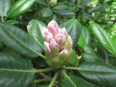 Rhododendron