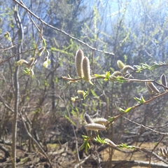Salix