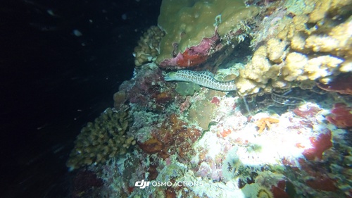 Gymnothorax undulatus observed 2026-10-02