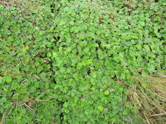 Alchemilla orbiculata