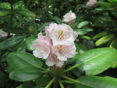 Rhododendron
