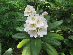Rhododendron