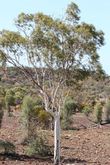 Corymbia aparrerinja
