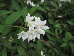 Deutzia parviflora