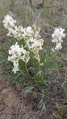 Oxytropis sericea