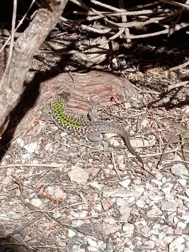 Italian Wall Lizard