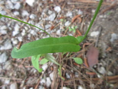 Ixeridium dentatum albiflorum