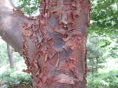Acer griseum