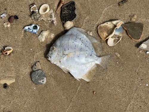 Drepane punctata observed 2026-10-02