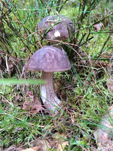 Mottled Bolete