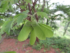 Acer griseum
