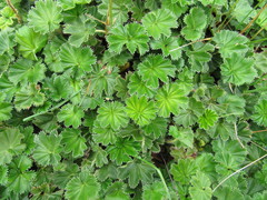 Alchemilla orbiculata