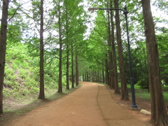 Metasequoia glyptostroboides