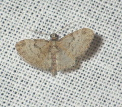 Eupithecia tantillaria