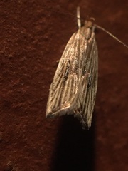 Helcystogramma hystricella