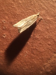 Helcystogramma hystricella