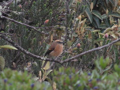 Ochthoeca fumicolor