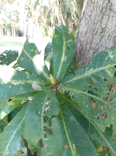 Barringtonia racemosa observed 2026-10-02