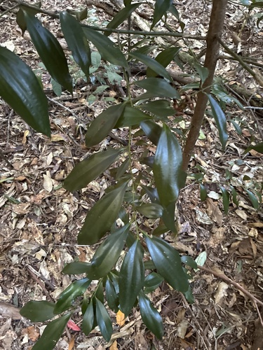 Cryptocarya laevigata observed 2026-10-02