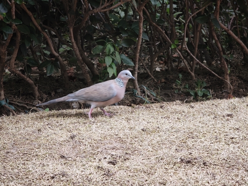 Spotted Dove
