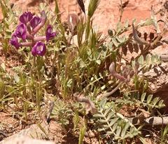 Astragalus amphioxys